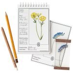 Botanical Specimen Cards Bolster & Benefield sketchpad