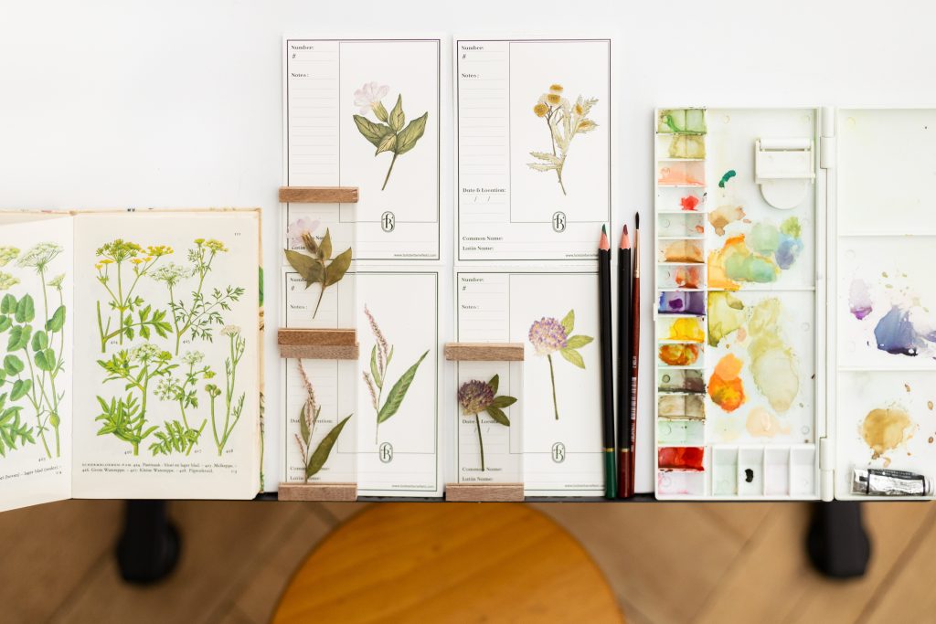 Botanical Specimen Cards Bolster & Benefield sketchpad