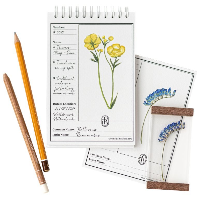 Botanical Specimen Cards Bolster & Benefield sketchpad