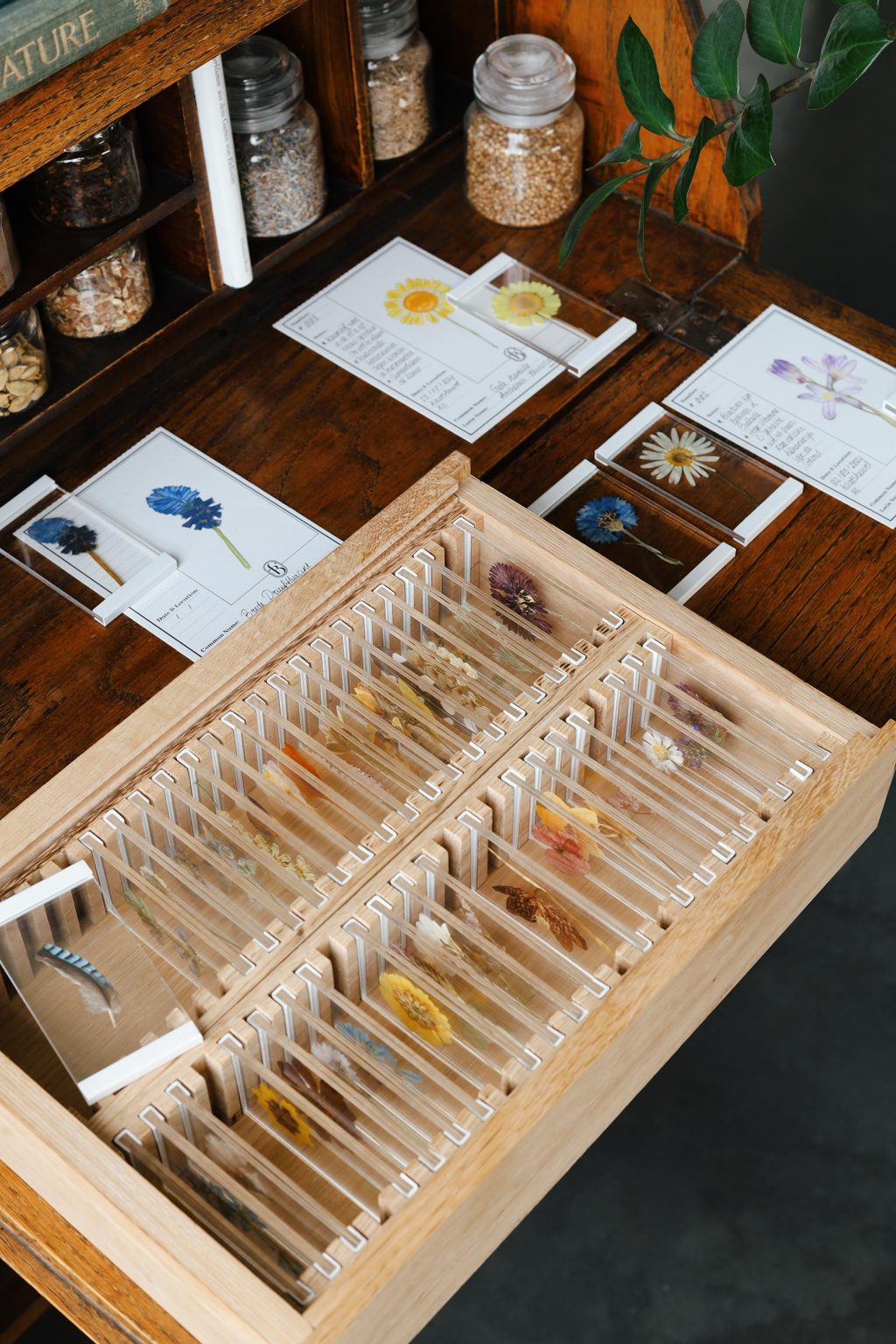 specimen flower collection box