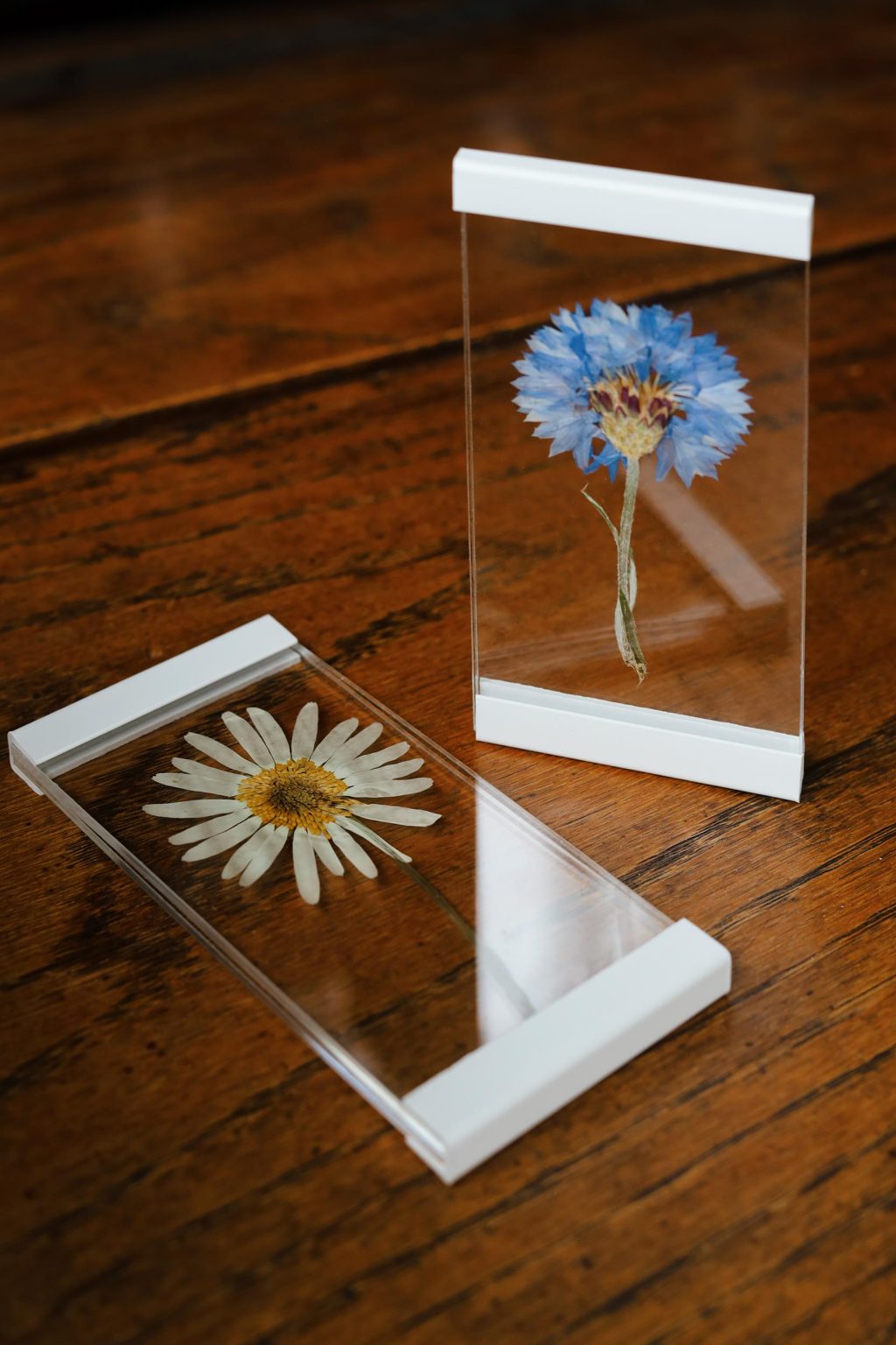specimen flower collection box