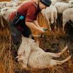 sheep Shepherd toolbelt