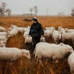 sheep Shepherd toolbelt