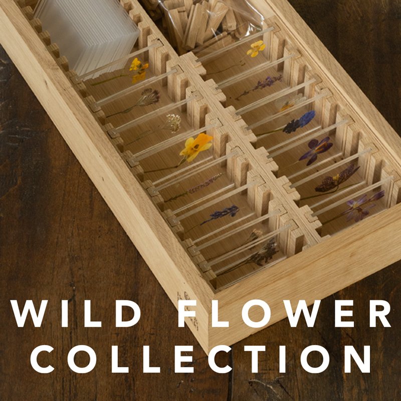 wildflower collection