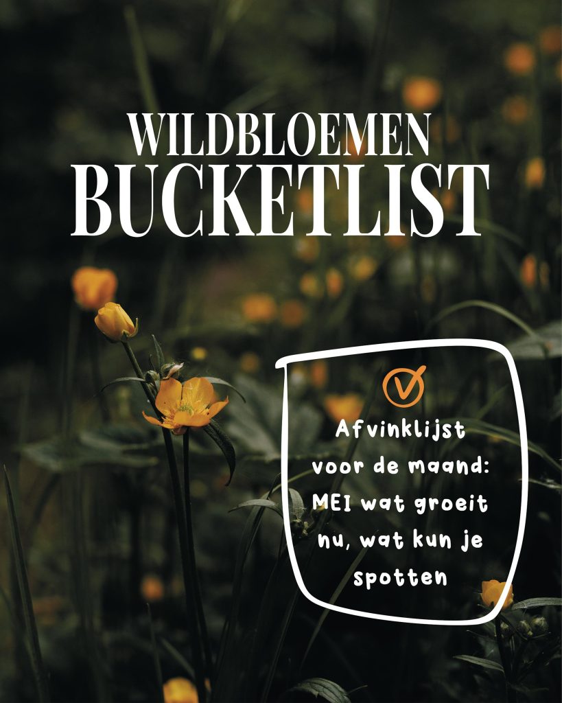 gratis wildflower bucket list wildbloemen verzamelen mei