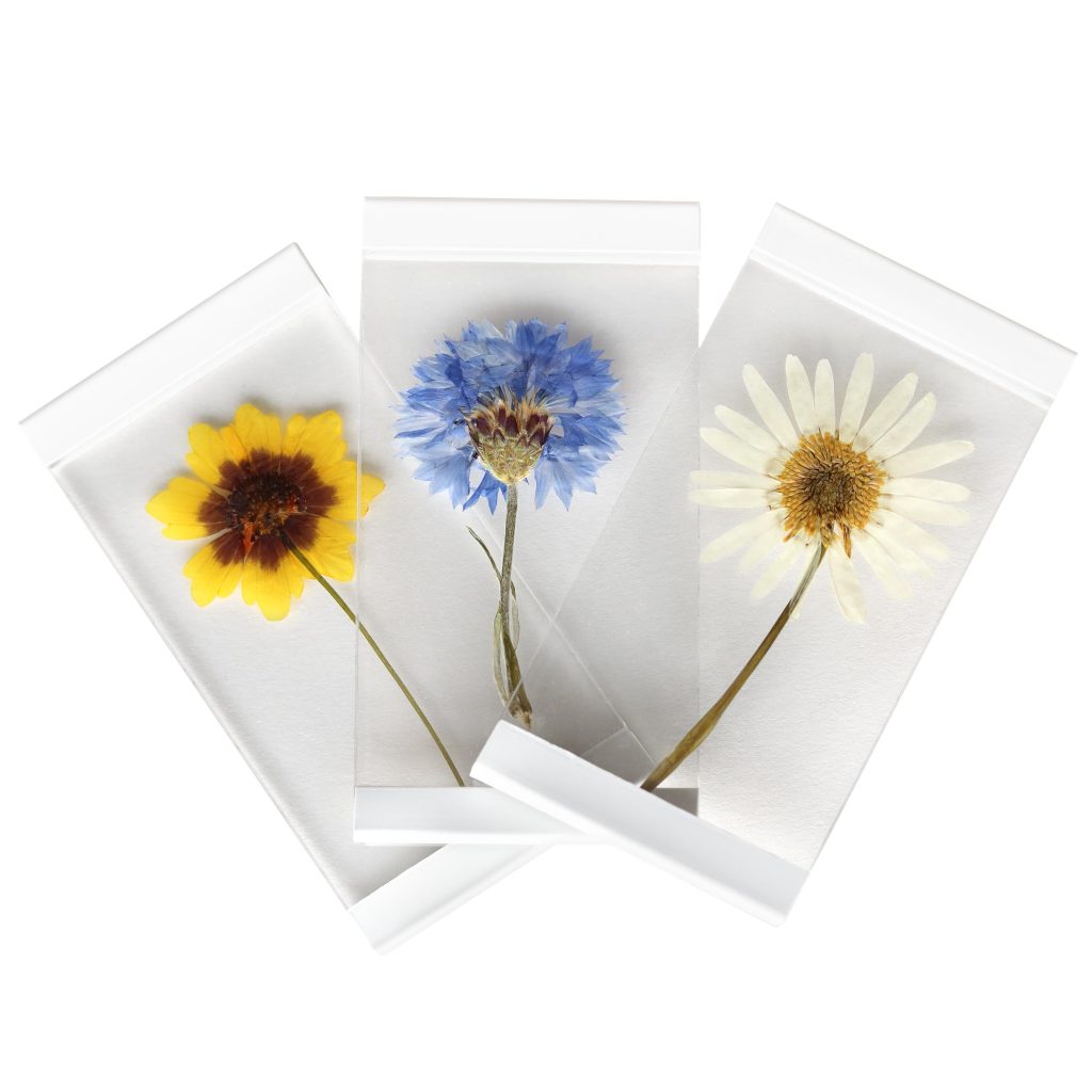 Specimen Flower Display Set